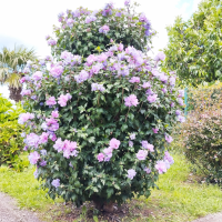 hibisco azul planta 2